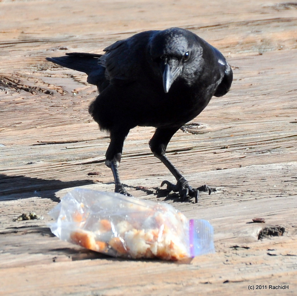 Urbanization is Correlated with Higher Cholesterol Levels in American Crows