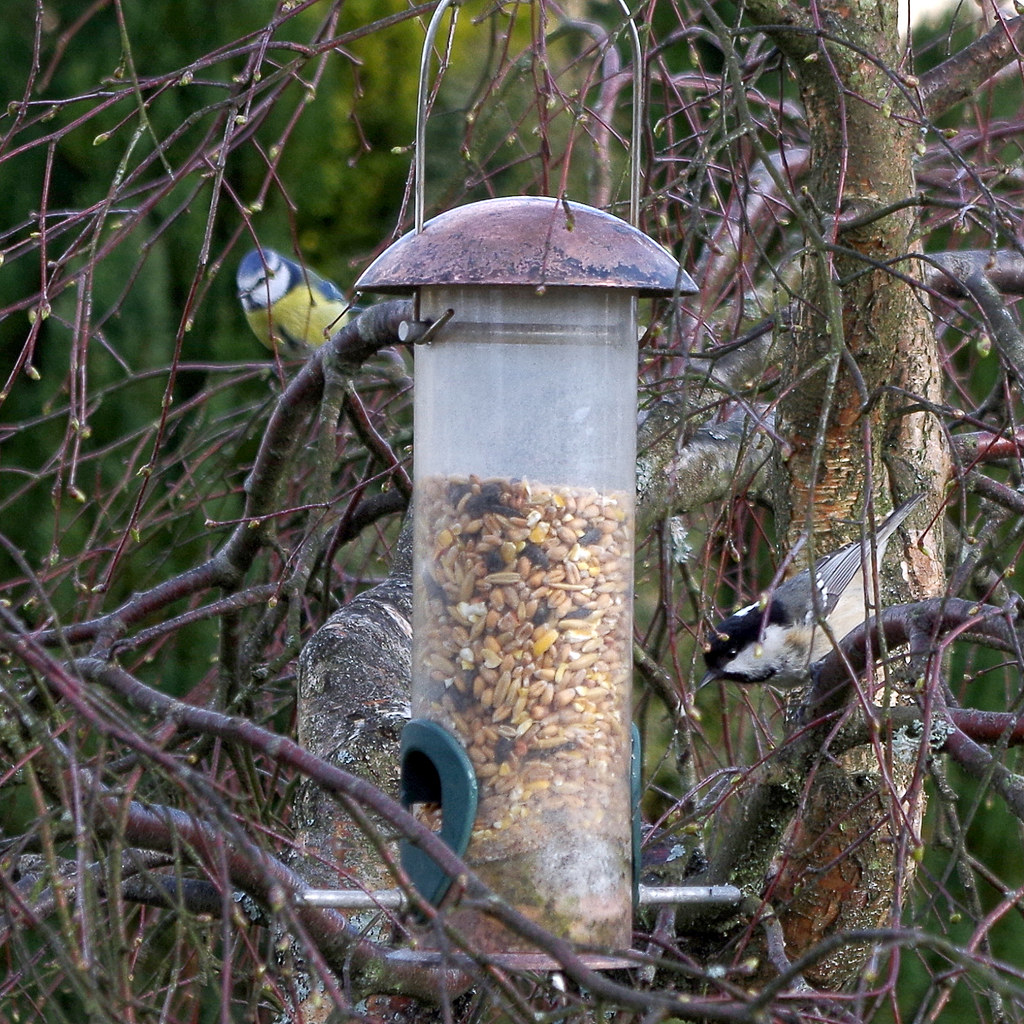 Is your bird feeder clean enough to eat off of? Bird feeders may act as reservoirs for disease transmission