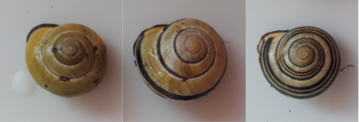 three snail shells seen from above