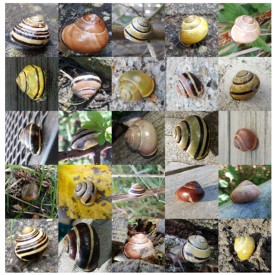 Diversity of Cepaea nemoralis shells, with variation in colour (yellow to brown) and in the number of bands