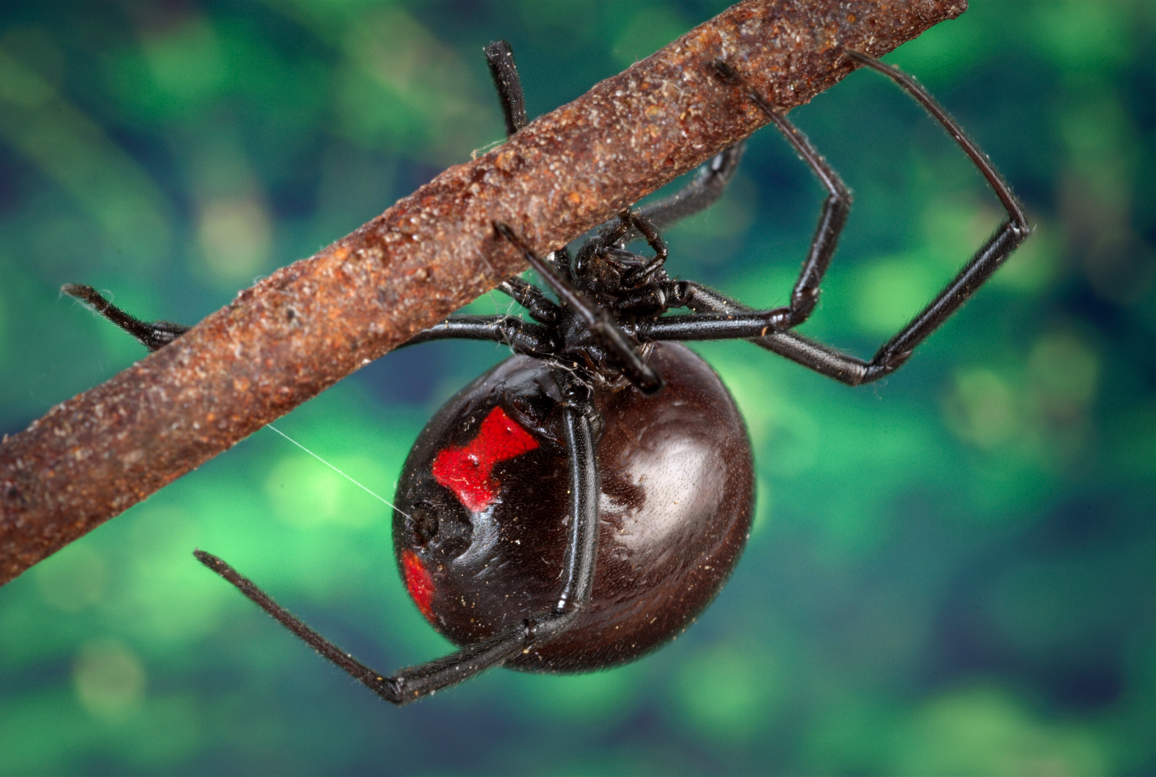 Black Widows and Urban Heat: Can Spiders Cope With Increased Temperatures?