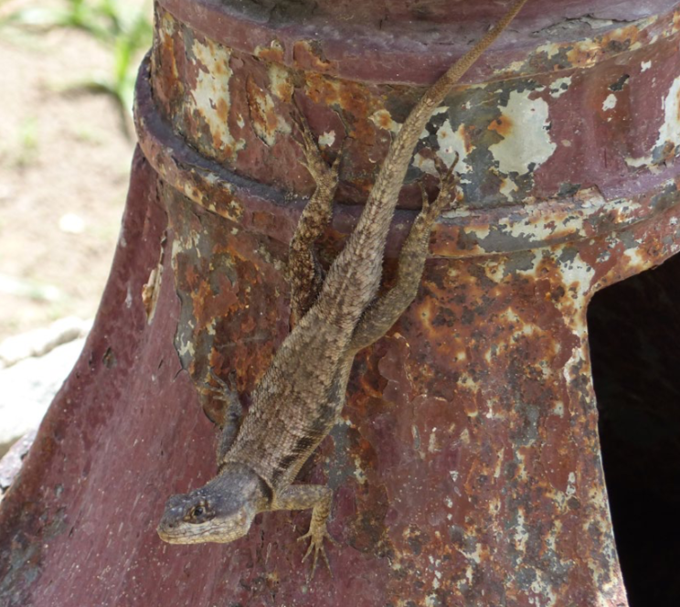 Metropolitan Lagartixas: Lizards Thriving in Tropical Brazilian City