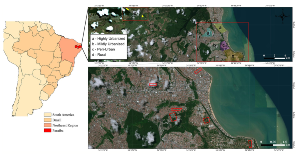 lagartixas of Brazil