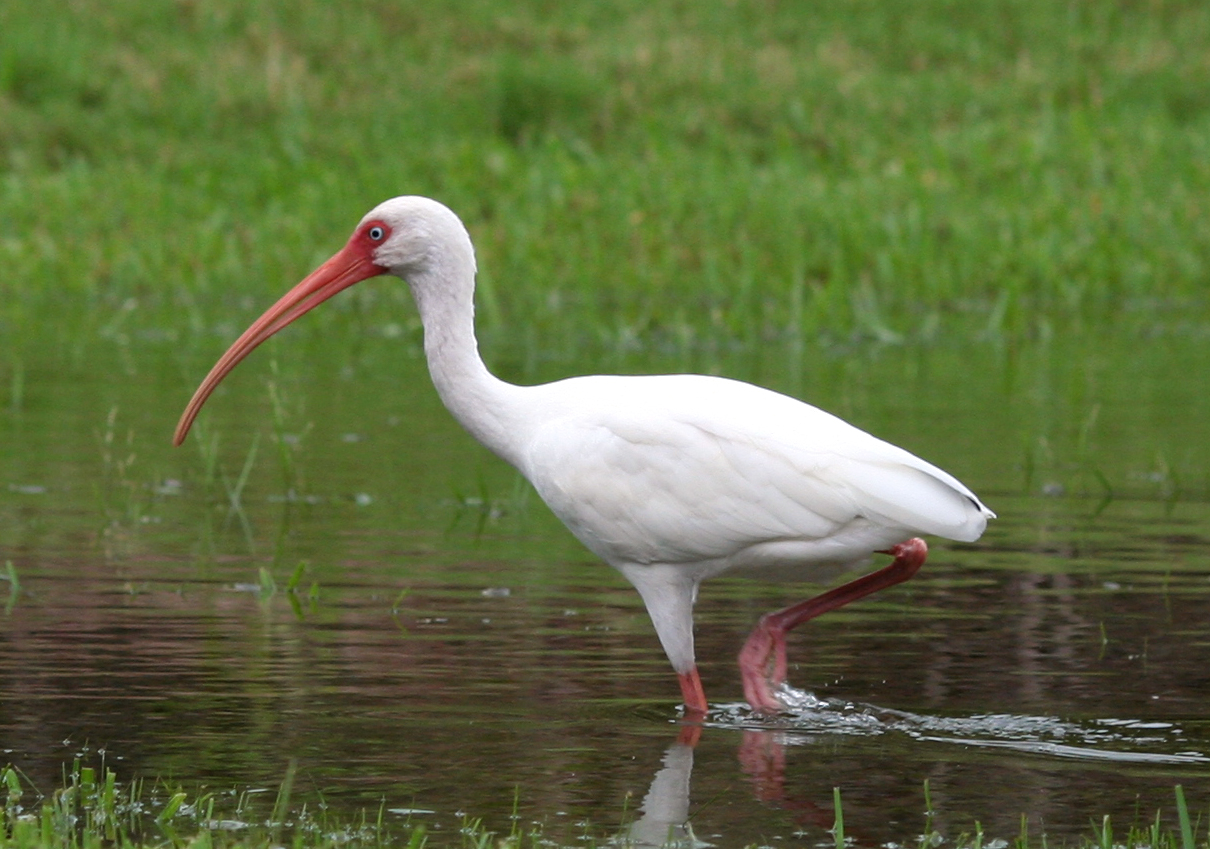 Novel Methods For Capturing American White Ibises In Urban Areas