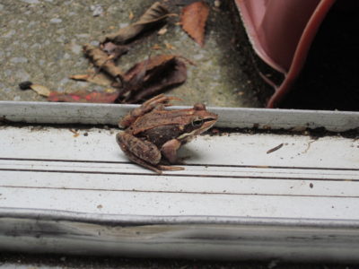 Wood frog