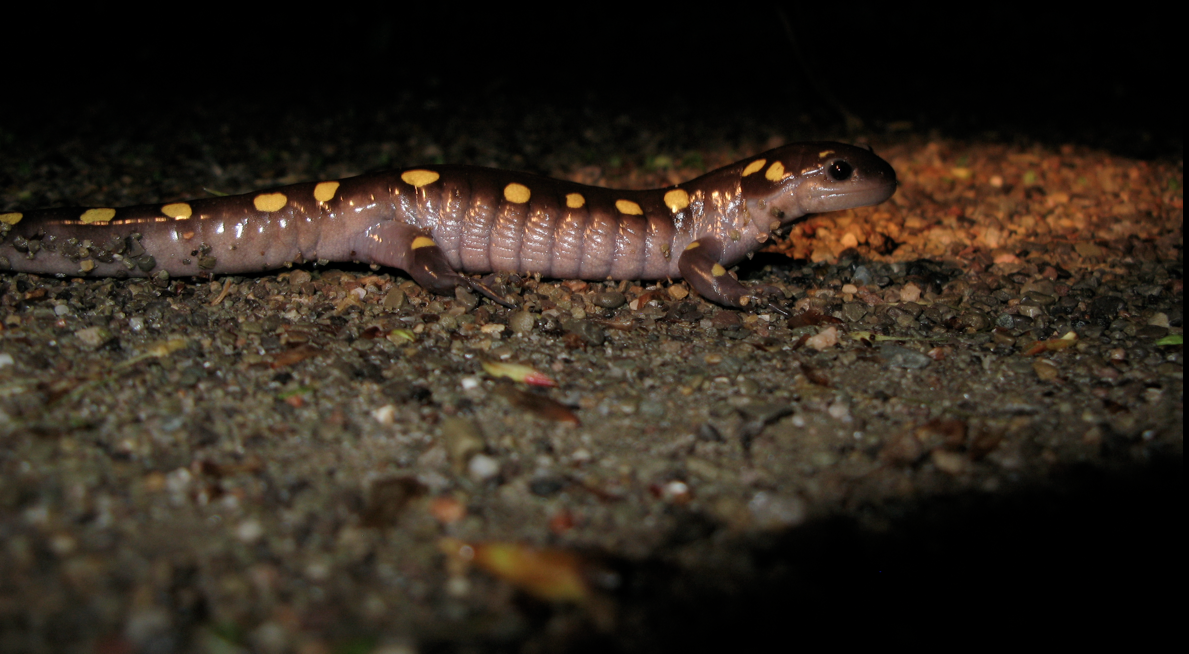 A Tale of Two Amphibians: Urban Landscapes Differentially Impact Gene Flow
