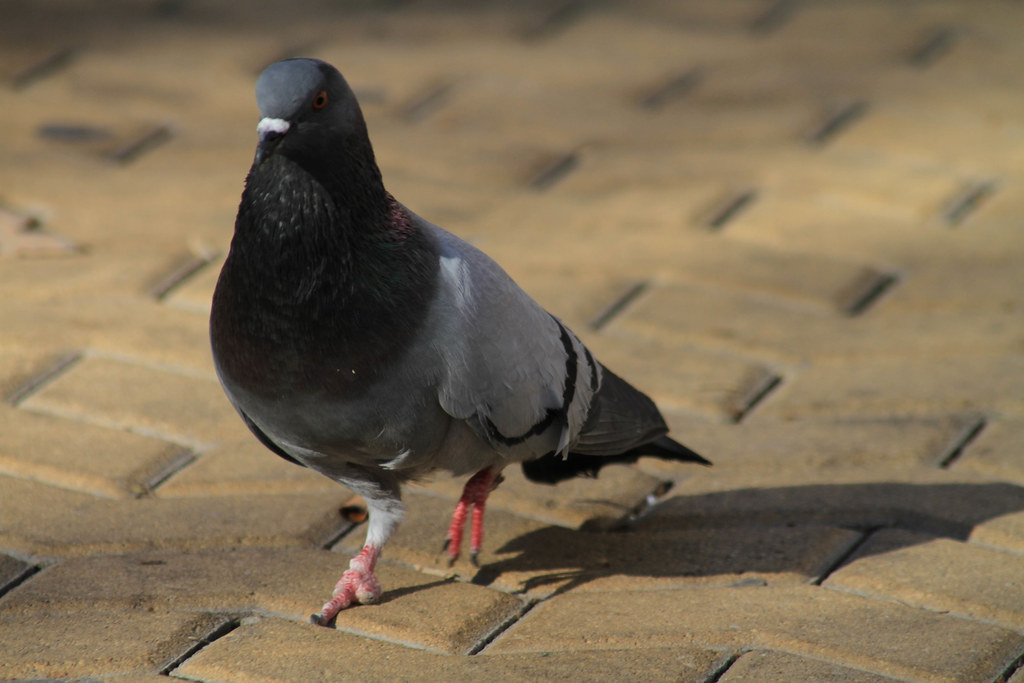 Pigeon Feet in the City