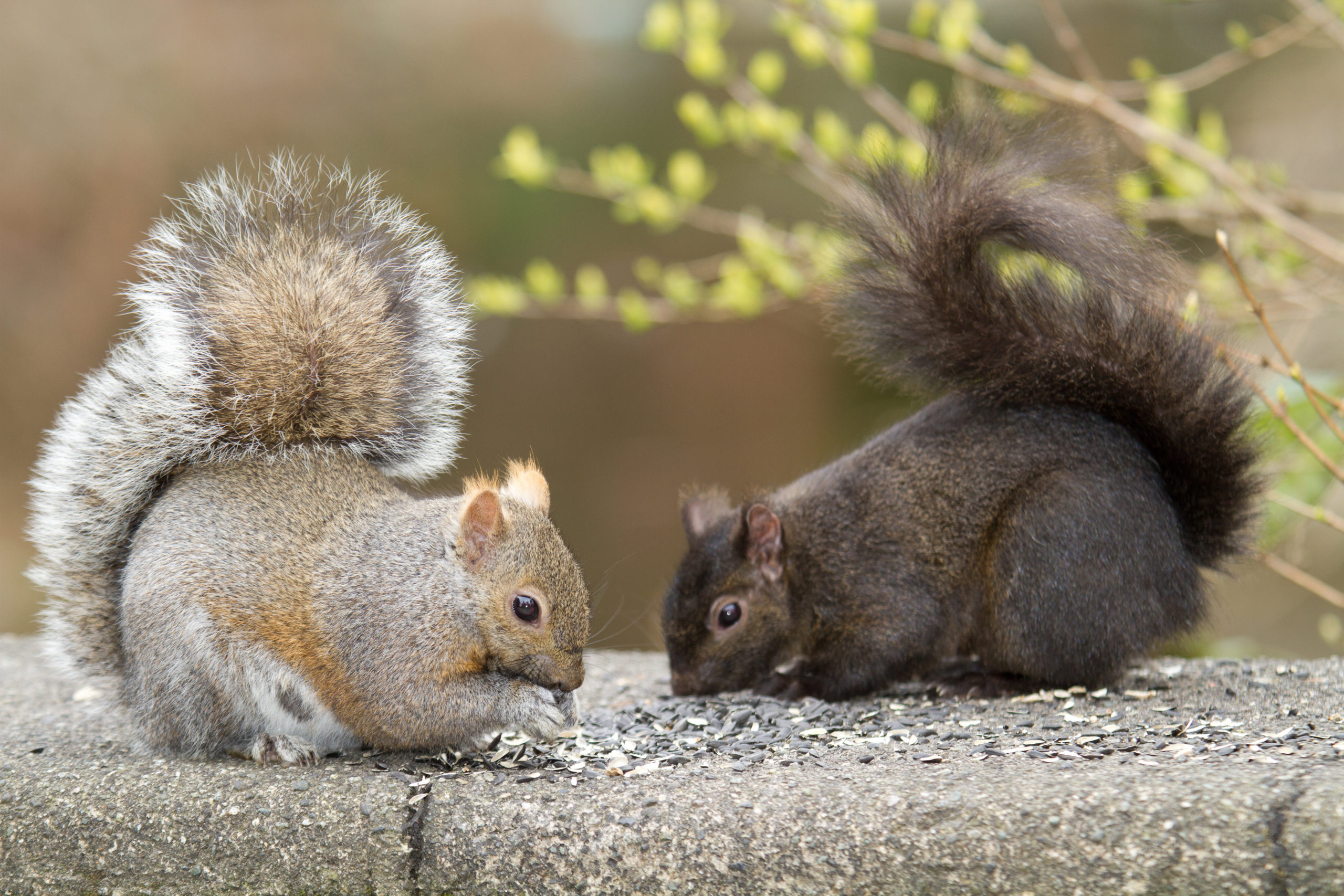 Natural Selection Favors Black Morph Of Eastern Gray Squirrel In Cities ...