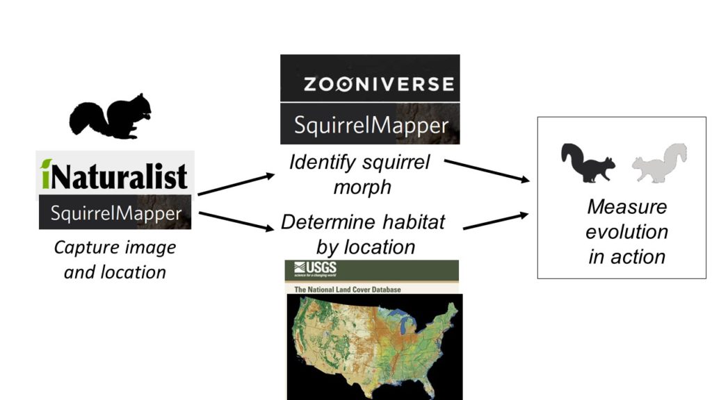 Squirrel Mapper workflow