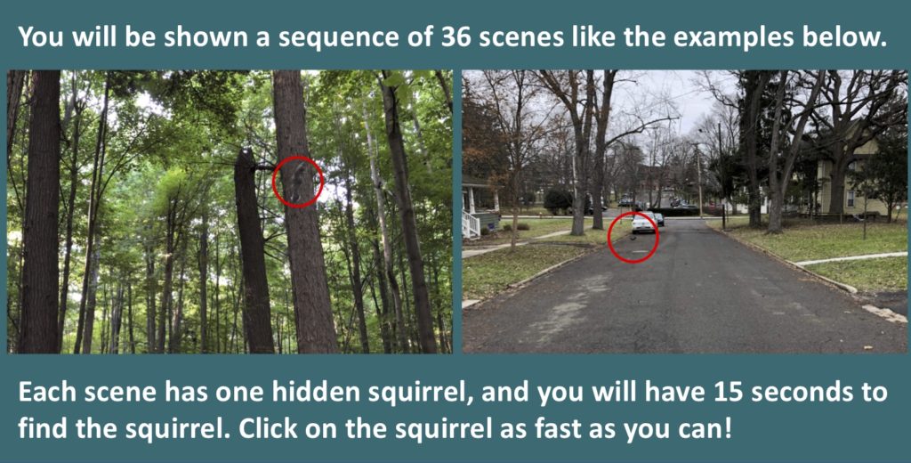 Find the Squirrel