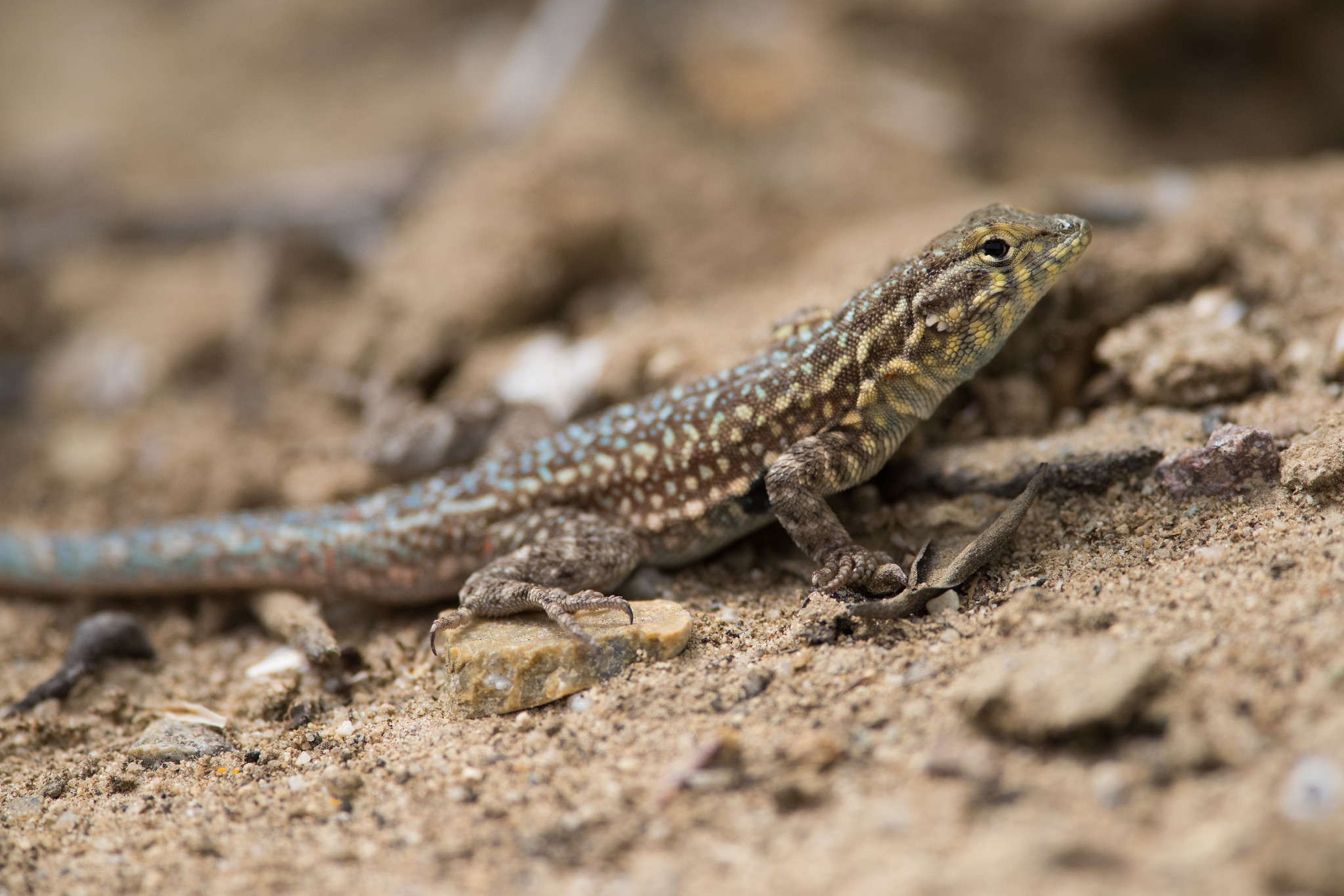 SICB 2020: Urban Lizards Lay Lower Quality Eggs