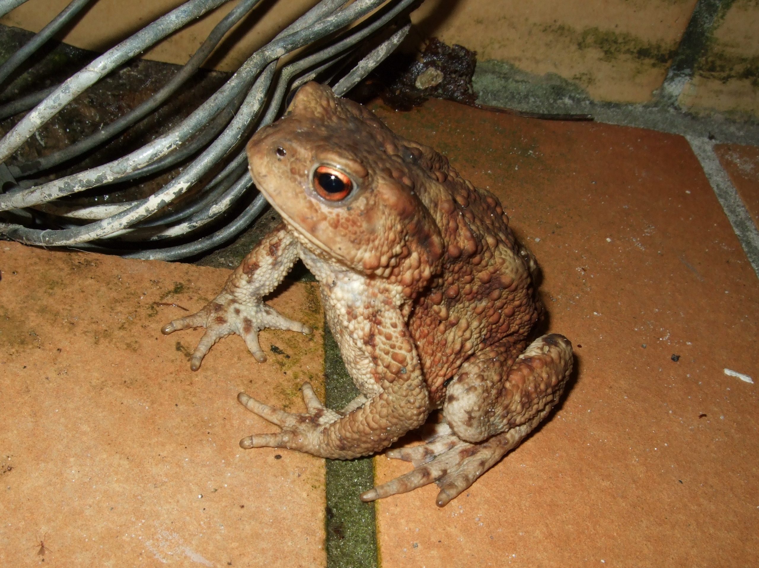 Common toad Bufo bufo