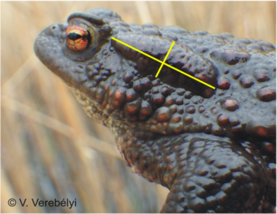 parotoid gland of Bufo bufo