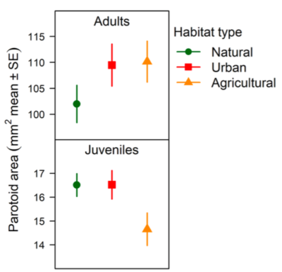 paratoid size of adult toads was larger in anthropogenic habitats