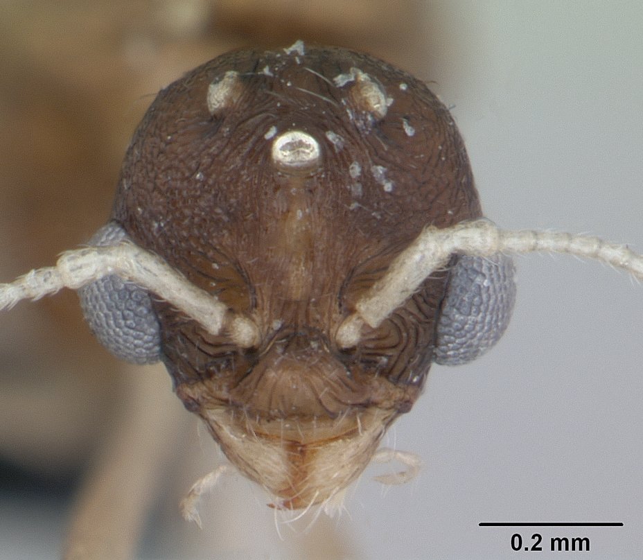 Ants in France: Urbanization without Isolation