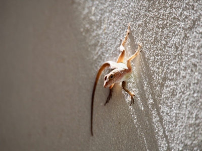 urban anolis cristatellus