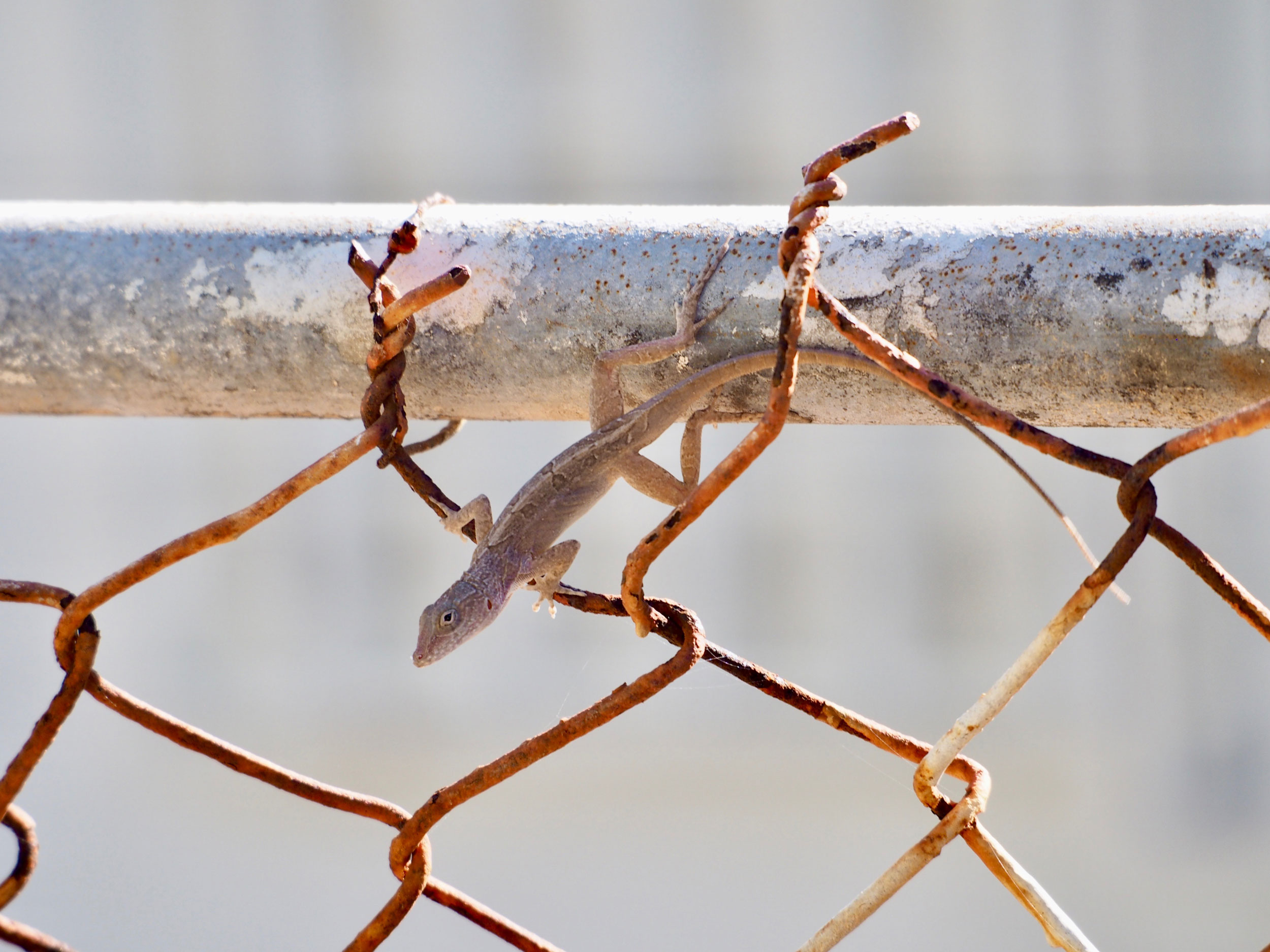 Anoles Adapt to Beat the Urban Heat