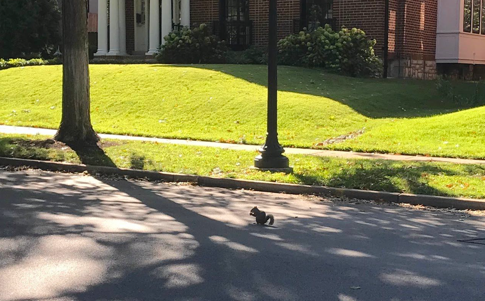 Eastern Gray Squirrel Behavior in Urban Environments