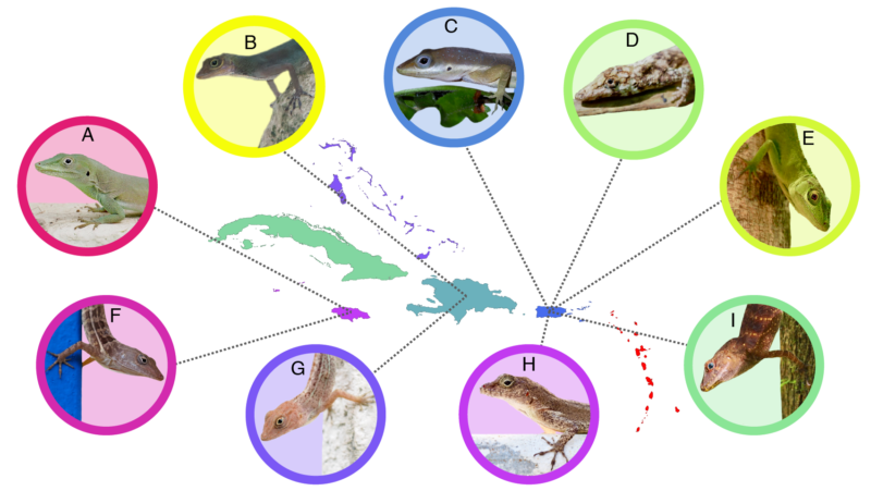 Tolerance to Urbanization is Widespread in Anoles