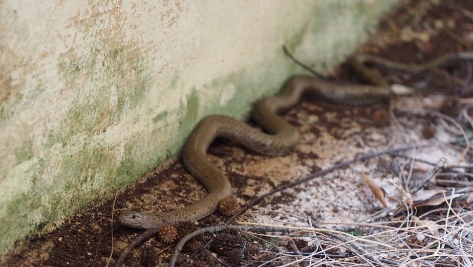 Some Thoughts on Urban Snakes