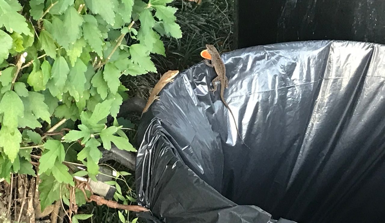 Urban Observation of the Week: NOLA Anoles