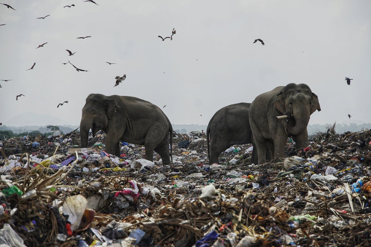 Urban Observation of the Week: Trash Elephants