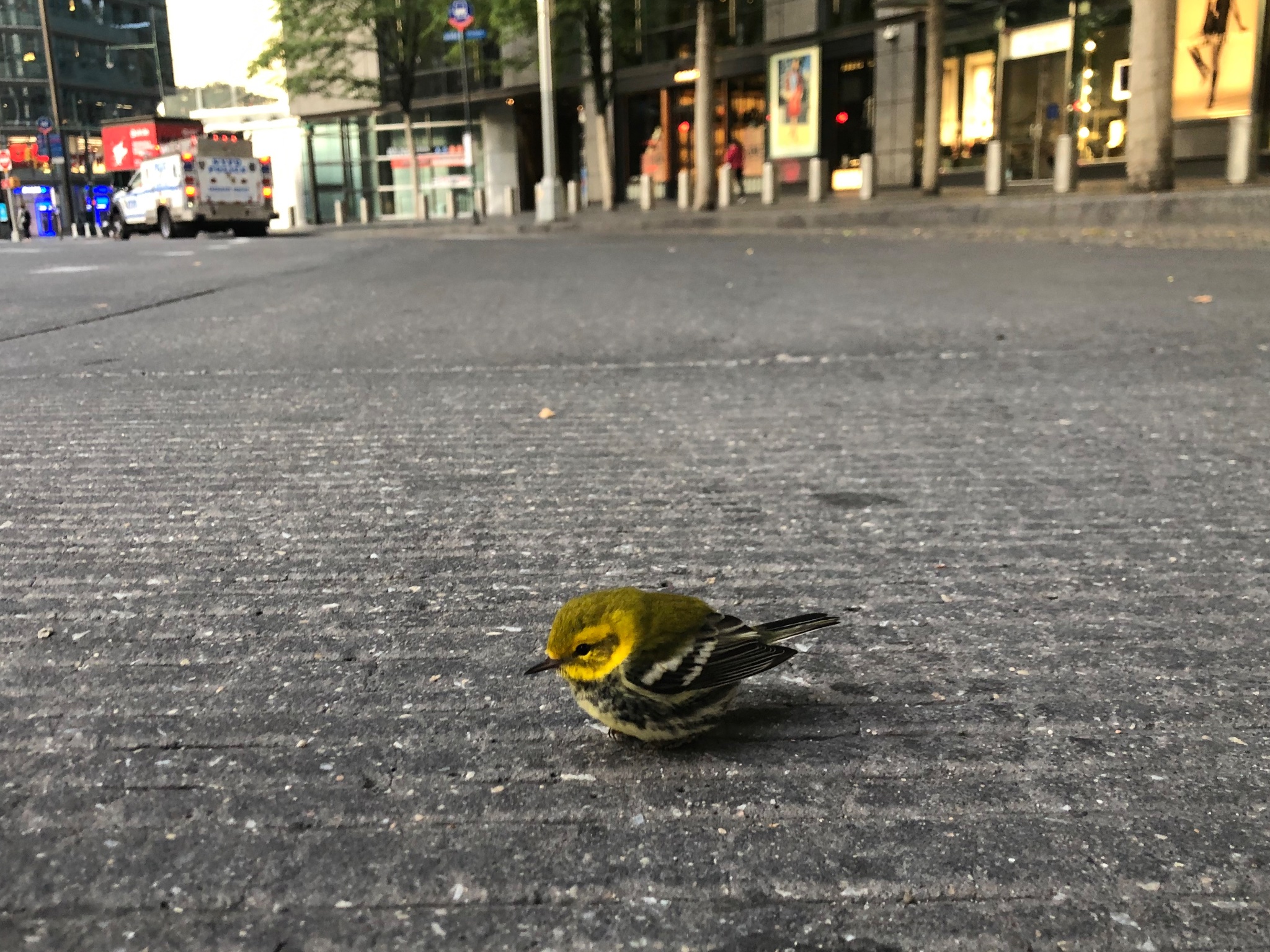 Urban Observation of the Week: Warbler on the Road