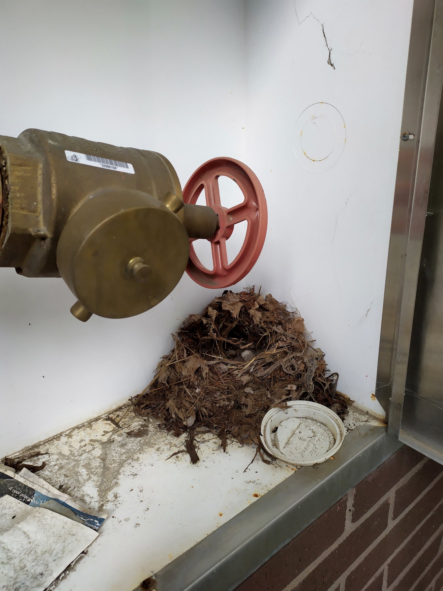 Urban Observation of the Week: Duke Nest