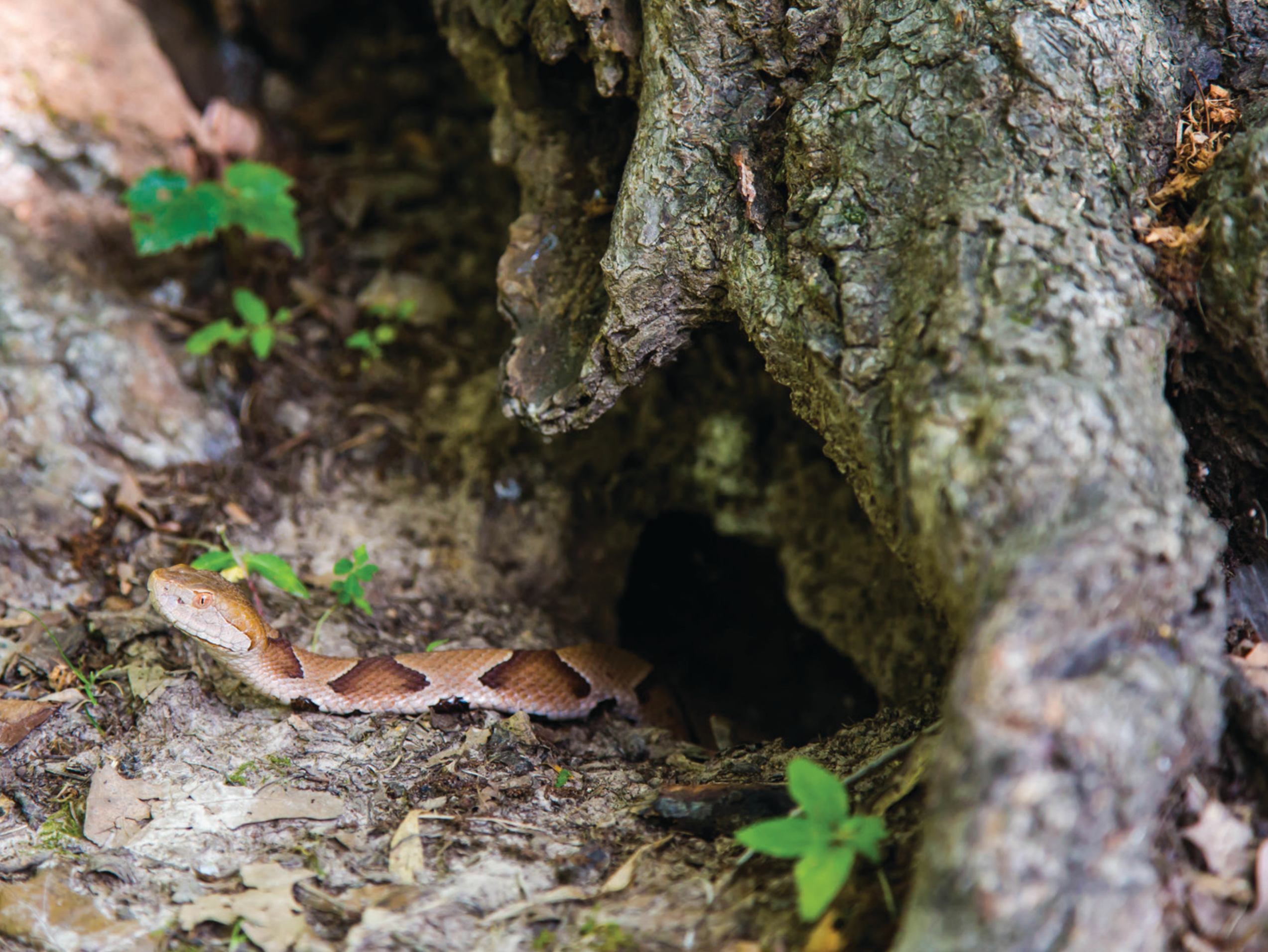 Urban Copperheads Stay Local: Behavioral Ecology in an Urban and Rural Forest