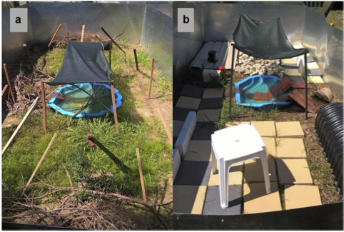 Australian dragon experimental enclosures