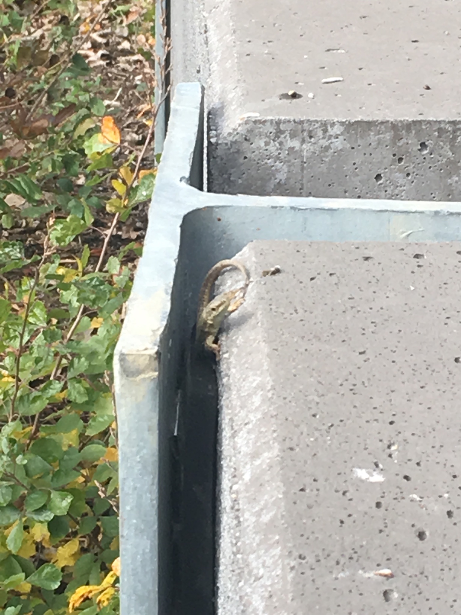 Urban Observation of the Week: Wall Lizards in NYC