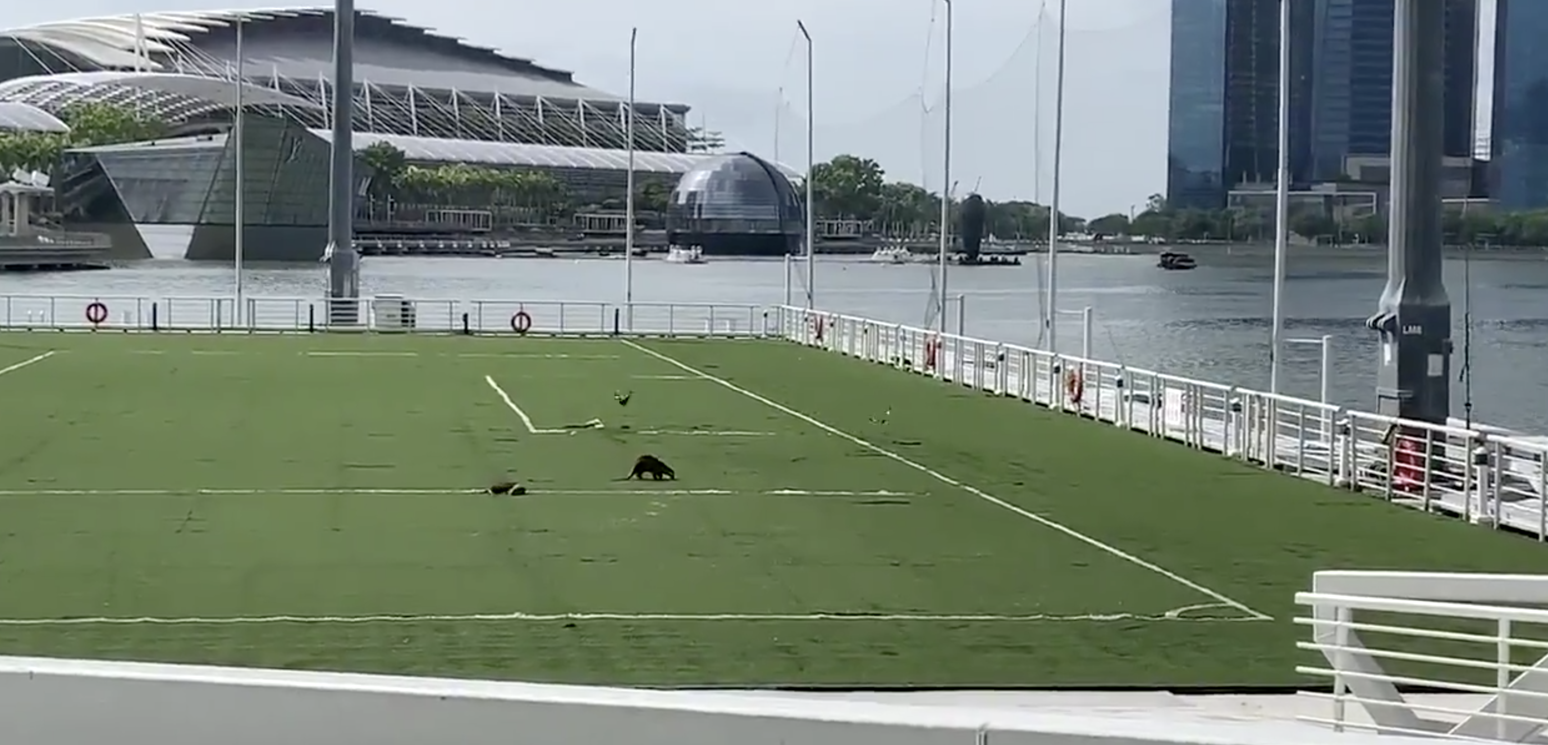 Urban Observation of the Week: Otters on Astroturf