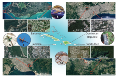 Map of study sites, and lizard species.