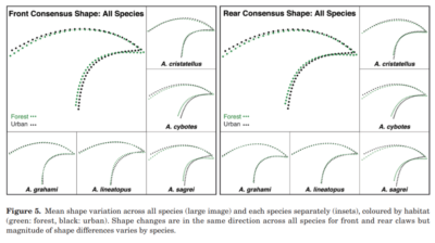 consensus shapes for claws