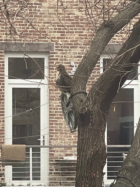 Urban Observation of the Week: Harlem Hawk