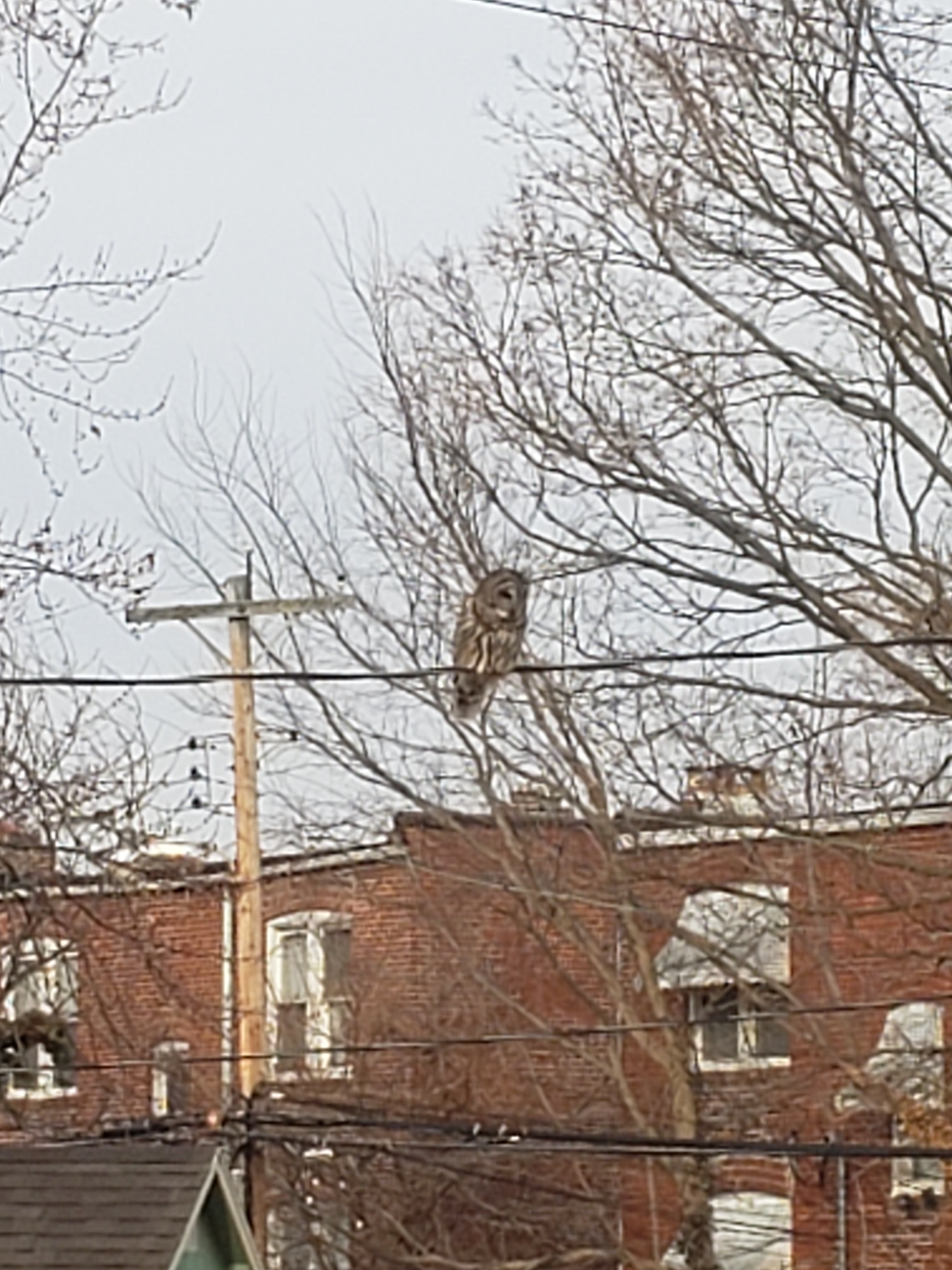 Urban Observation of the Week: Owl on a Power Line