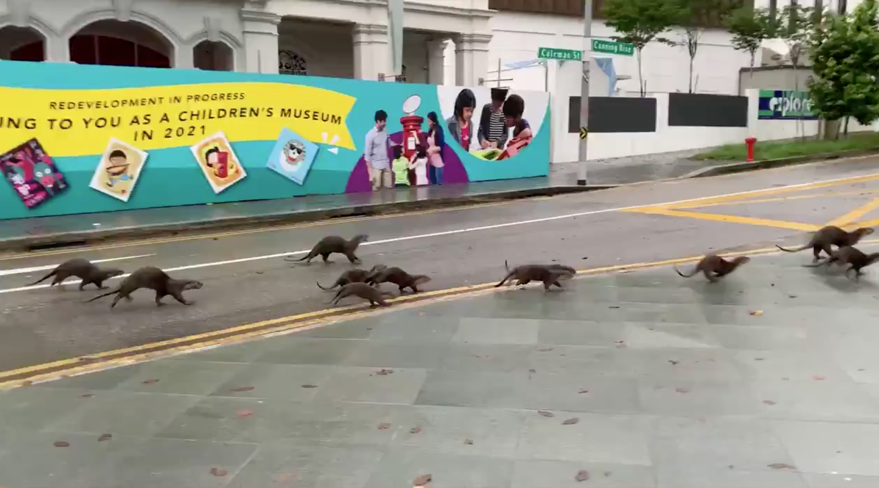 Urban Observation of the Week: Singapore Otters