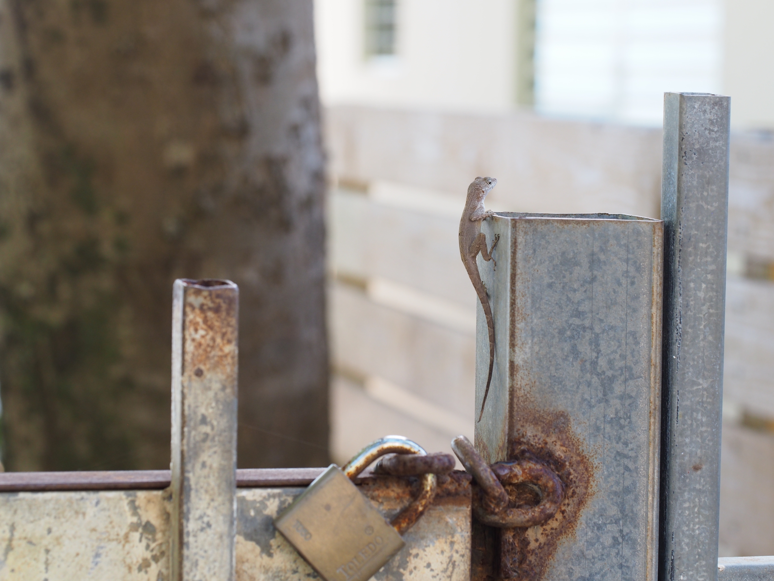 urban lizard on a fence