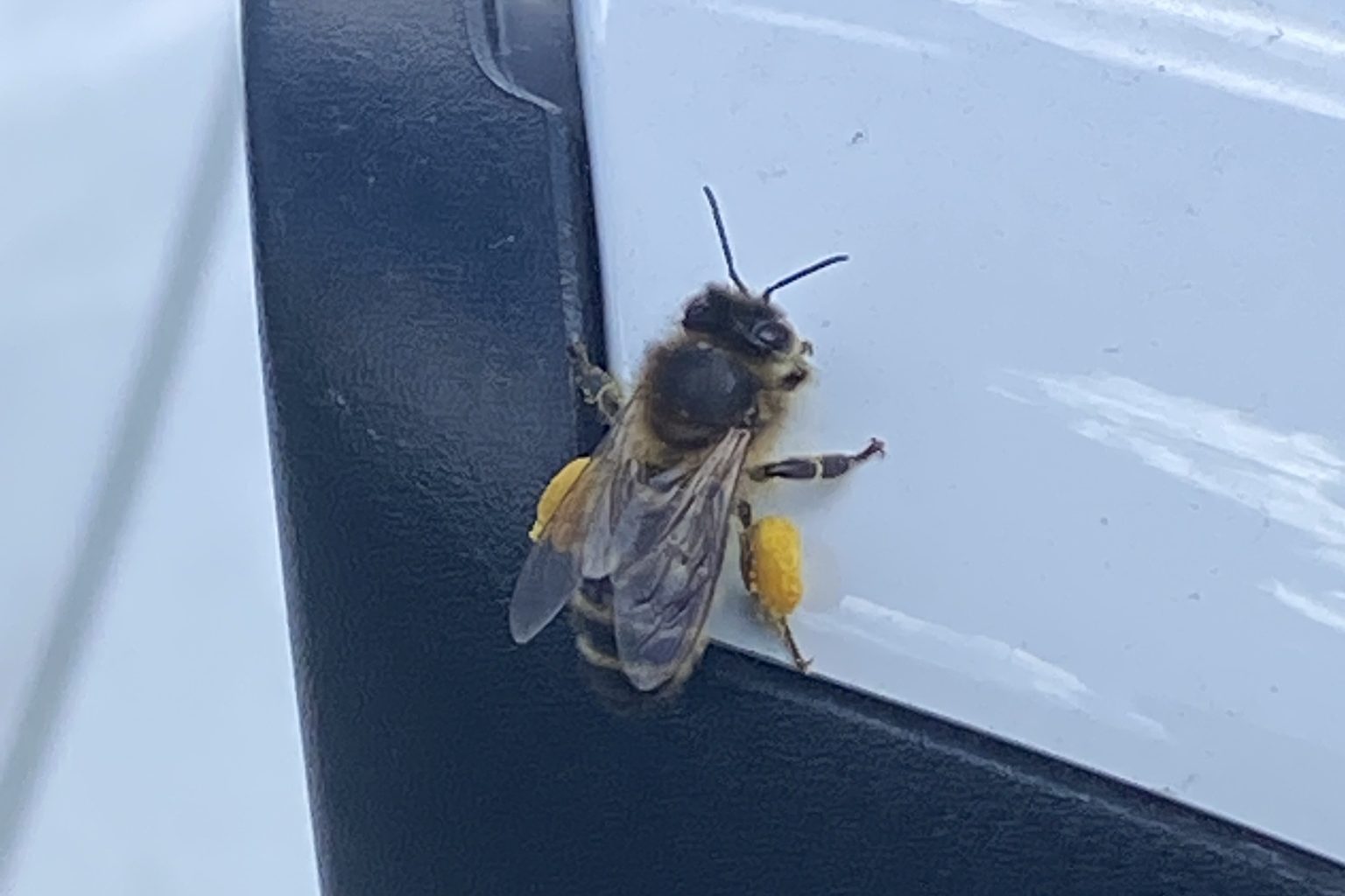 honey bee on a metal surface