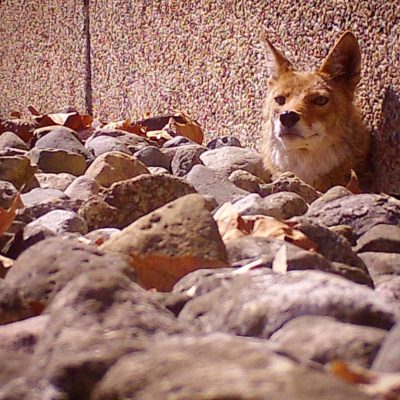 coyote peaking out from under building