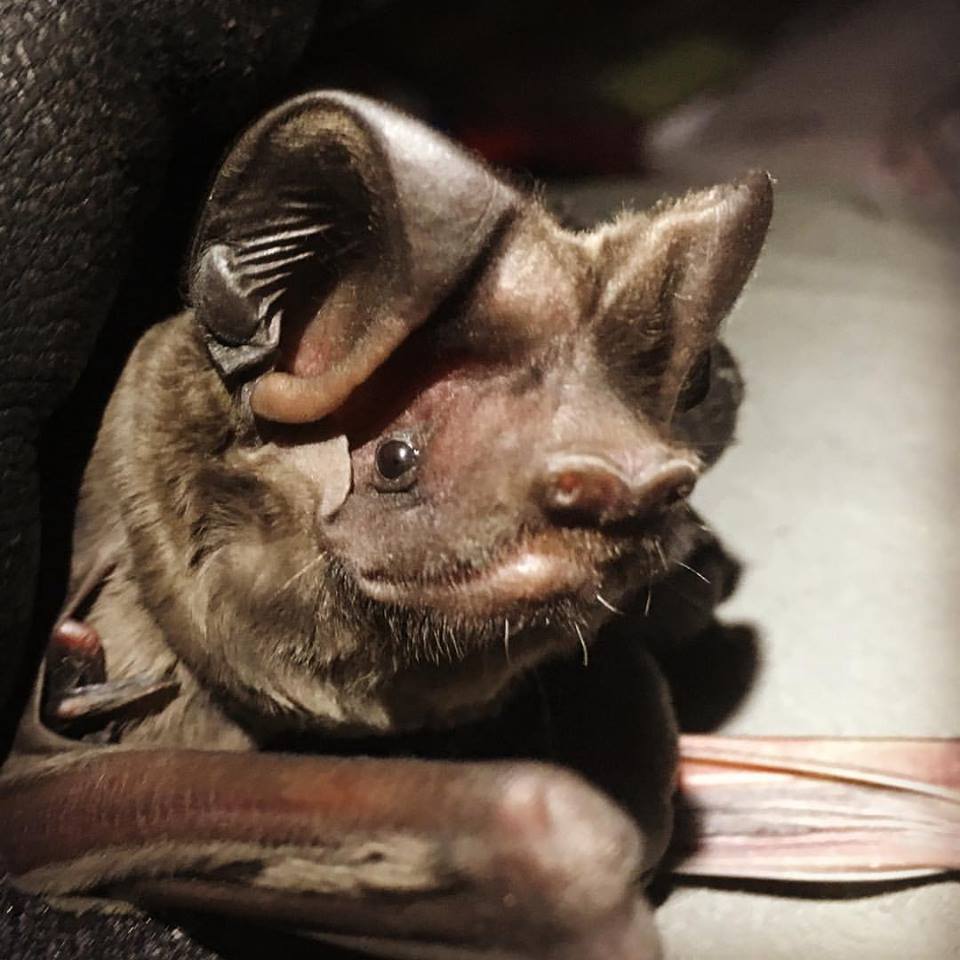a closeup of an endangered bat with large ears