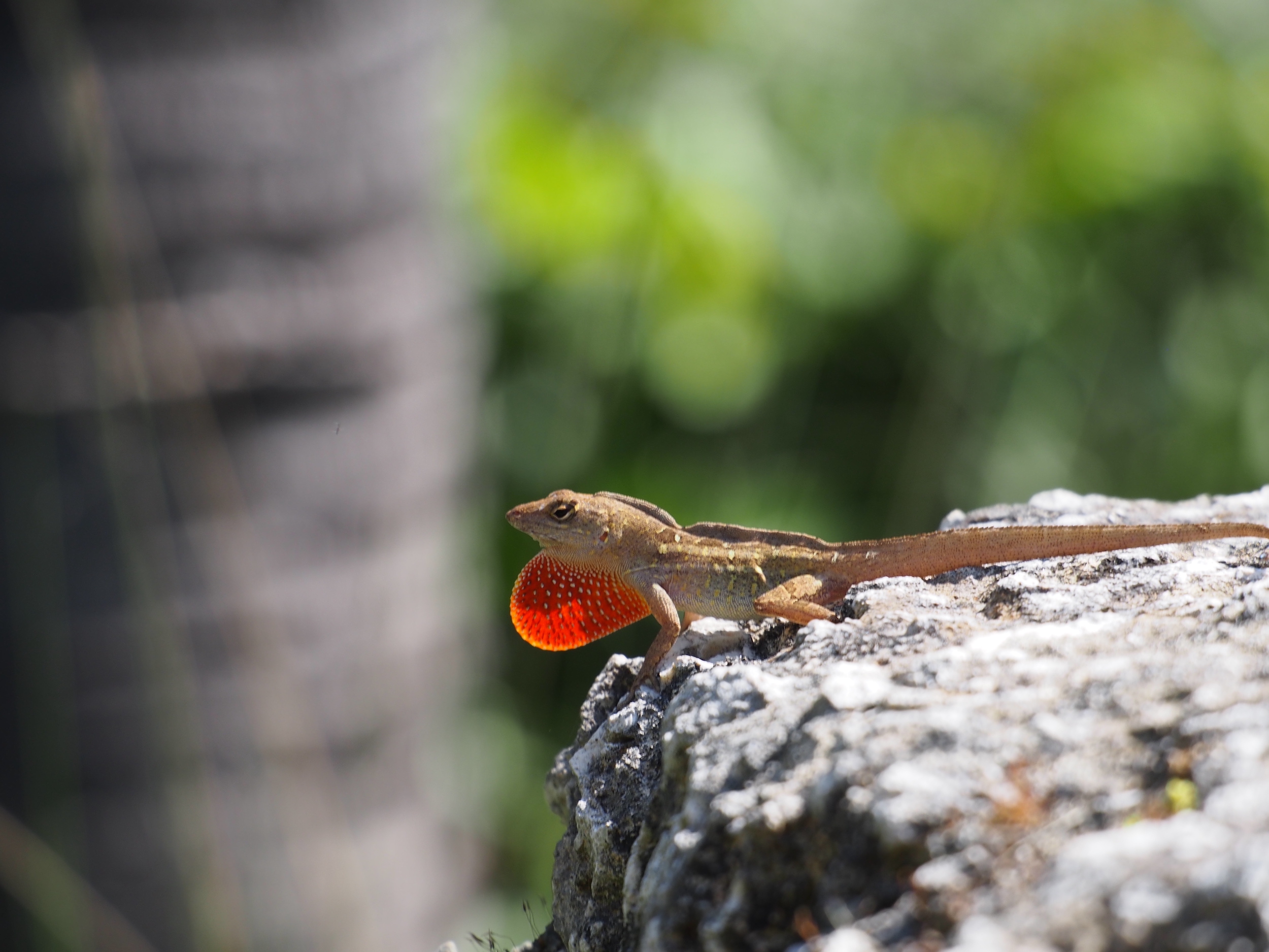 lizard on a rock extending its bright red throat fan