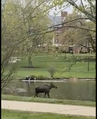 Urban Observation of the Week: Moose Goes to College