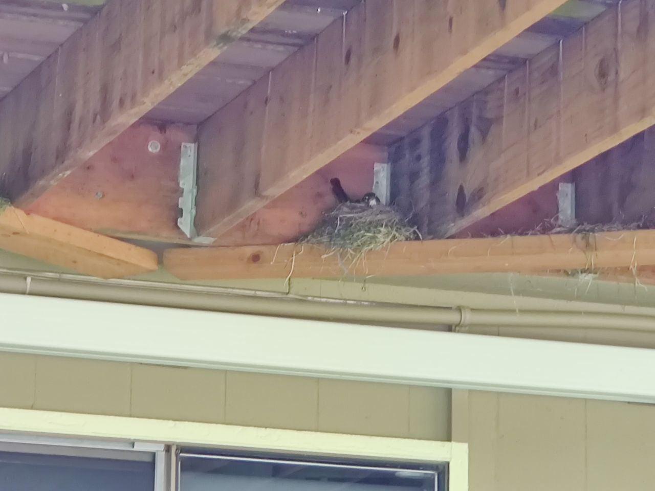 Urban Observation of the Week: Deck-nesting Robin