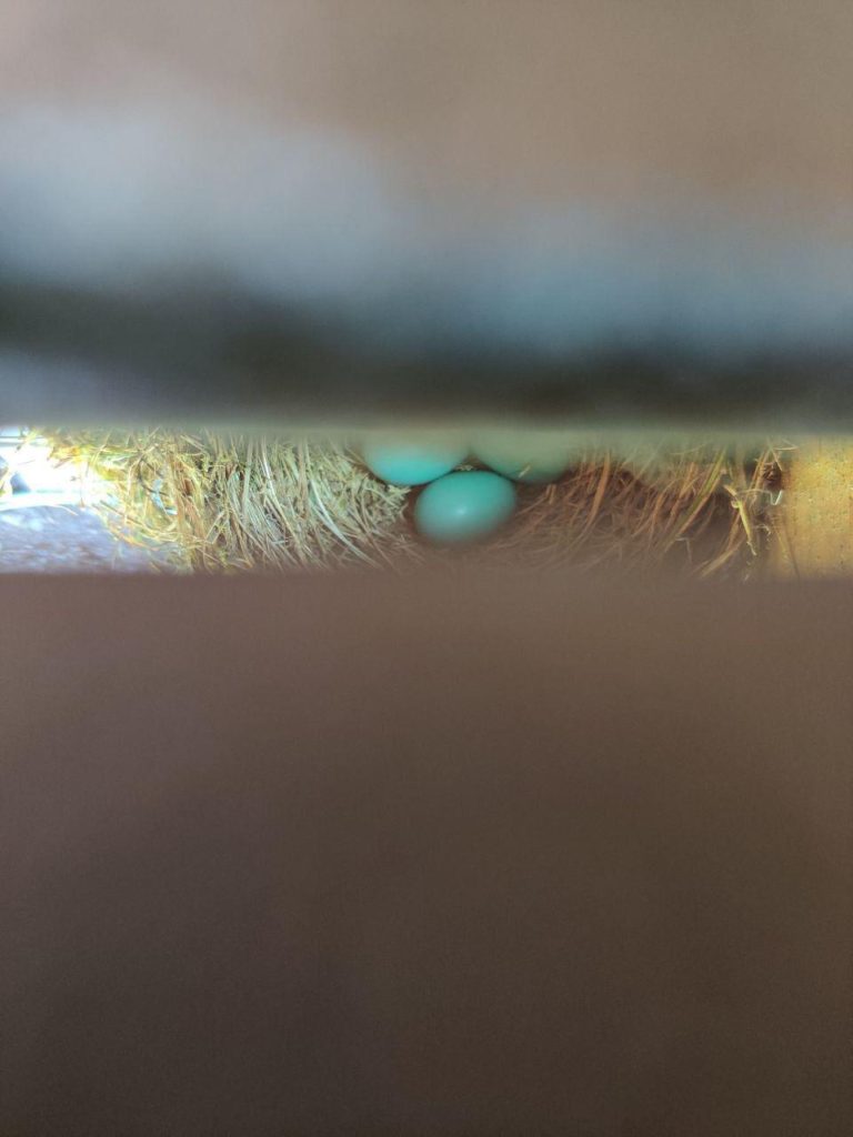 robin's eggs in nest through deck slats