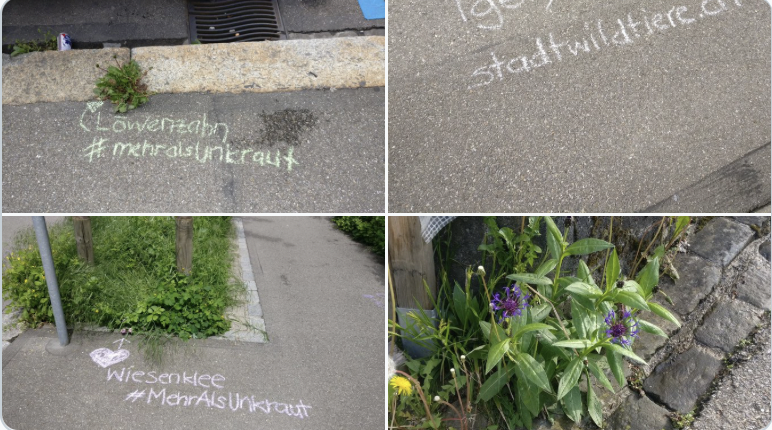 Urban Observation of the Week: So Many Plants