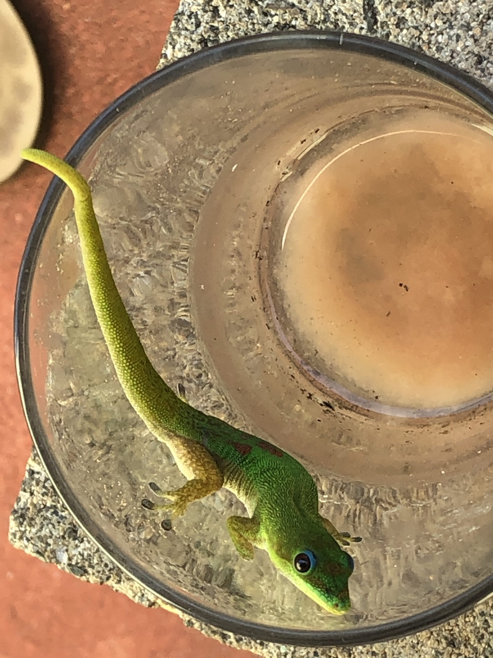 Urban Wildlife Spotlight: The Gold Dust Day Gecko