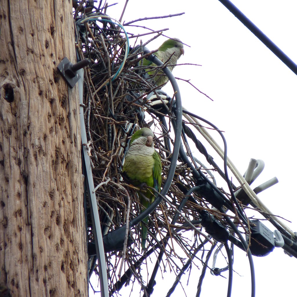 Urban Wildlife Spotlight: The Monk Parakeet