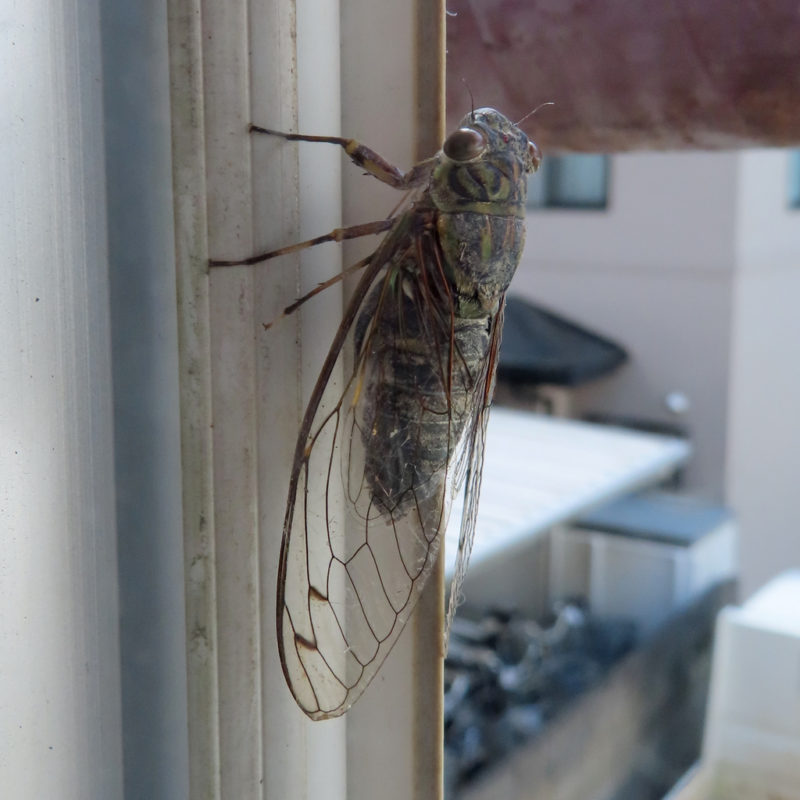 New Lit Abstract: De Novo Transcriptome Analysis Reveals Potential Thermal Adaptation Mechanisms in the Cicada Hyalessa fuscata