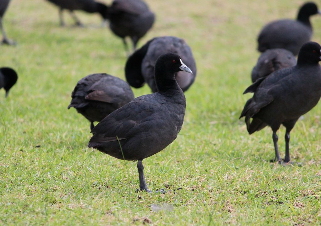 New Lit Alert: Urbanization processes drive divergence at the major histocompatibility complex in a common waterbird